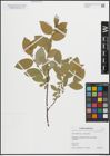 Foto von Salix hastata subsp. subintegrifolia (Flod.) Flod.